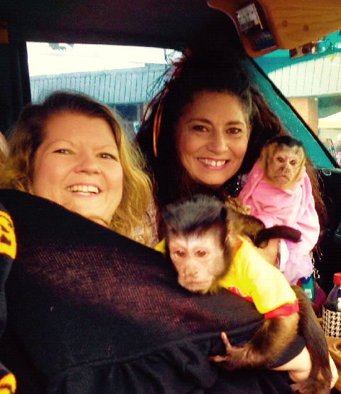 capuchins on the road