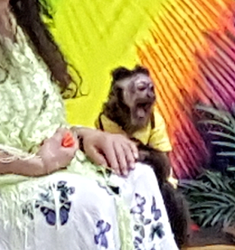 monkey road trip