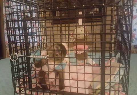 primate carrier