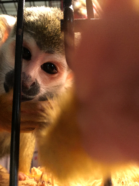 squirrel monkey traveling