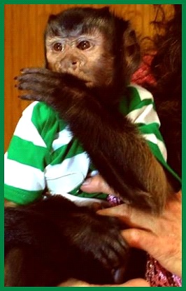 capuchin toddler
