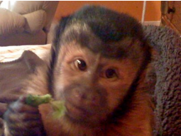capuchin age 1