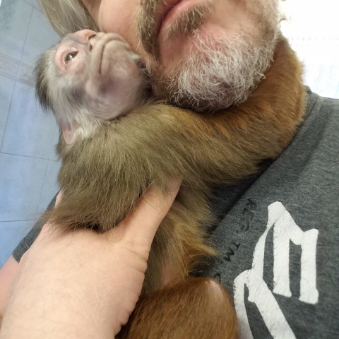 capuchin monkey hugs