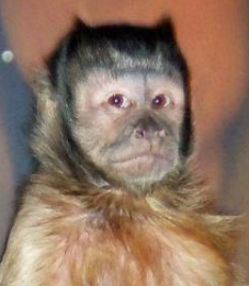 capuchin older brother