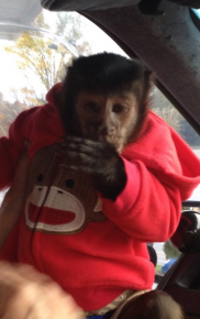 capuchin age 4