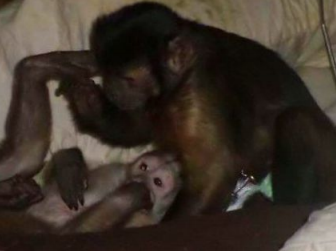 capuchins playing