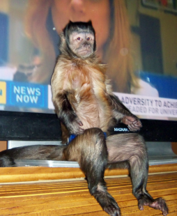 single housed monkey