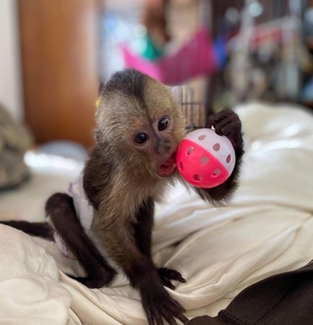 baby capuchin goats milk