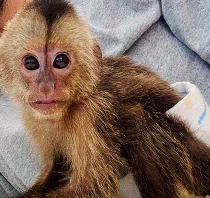 baby capuchin milk formula