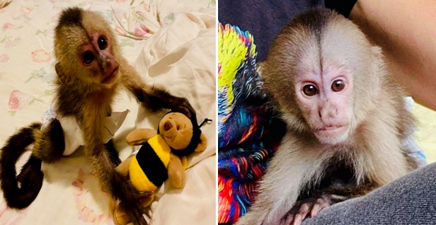 baby capuchin monkeys