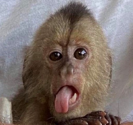 capuchin monkey seisures