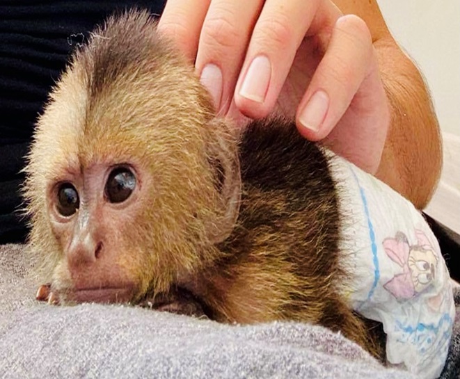 capuchin seizures