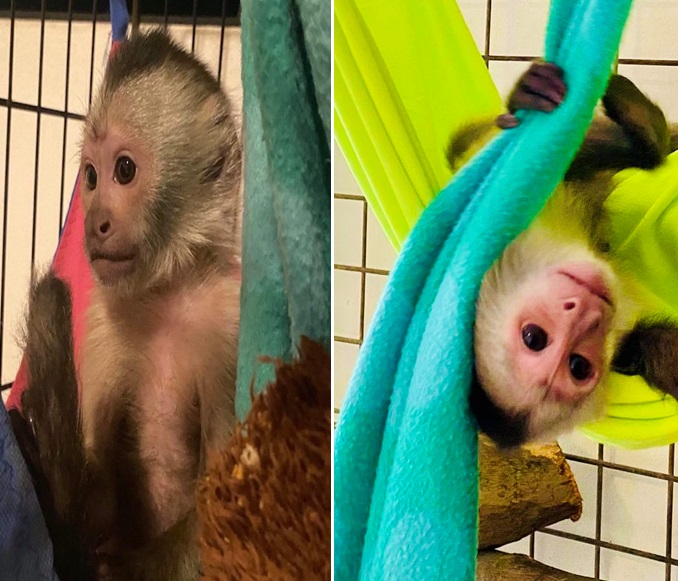 caupchin monkey with blankets