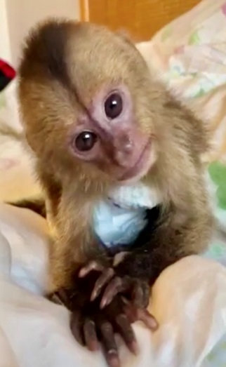 happy baby monkey