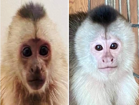 healthy baby capuchins