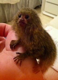 pygmy marmoset monkey