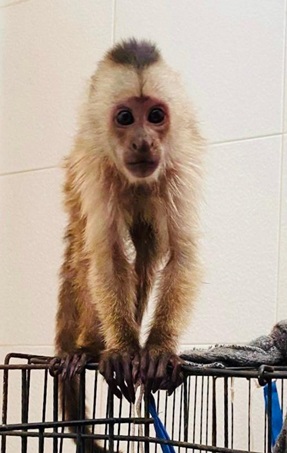 sick baby capuchin