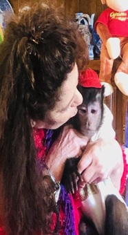 silly willy monkey